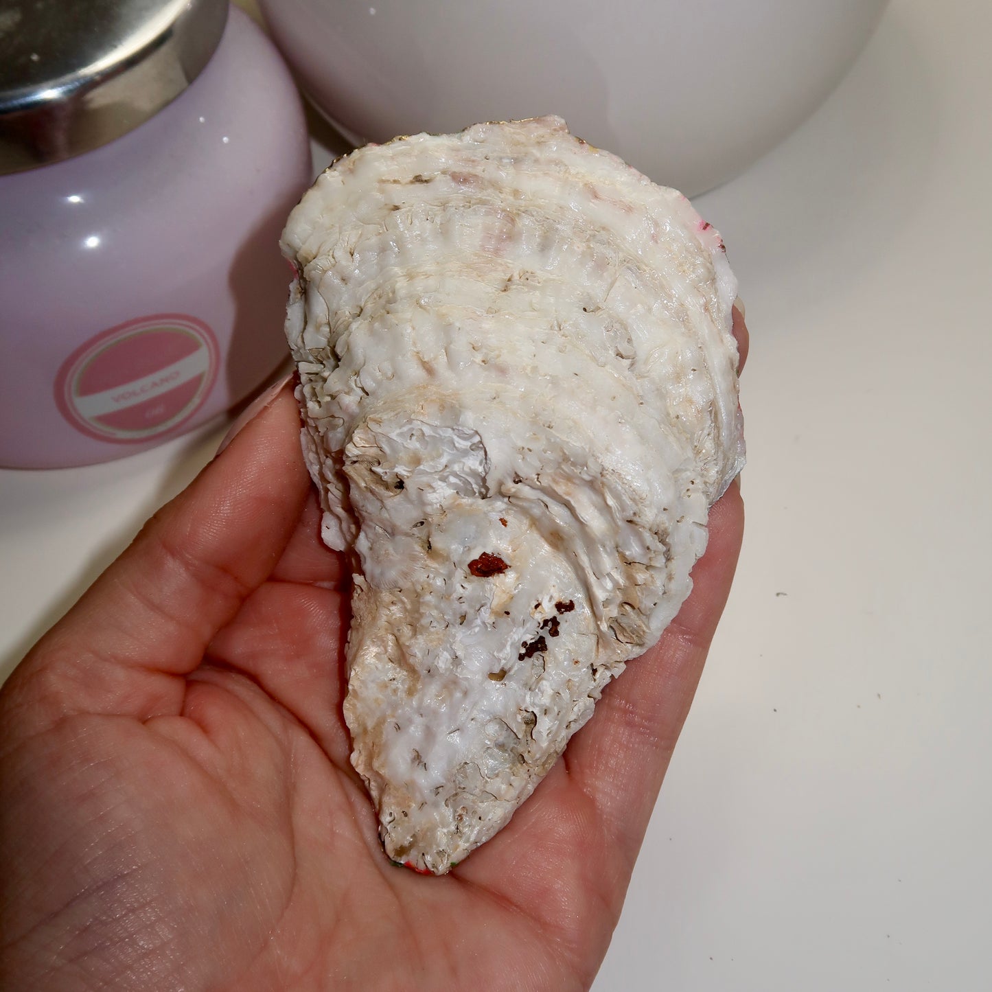 Palm Springs Oyster Shell Dish No.2