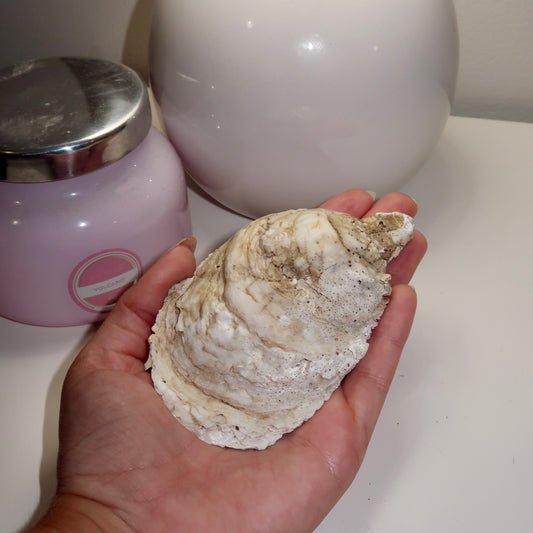 Spring Time Oyster Shell Ring Dish No.3