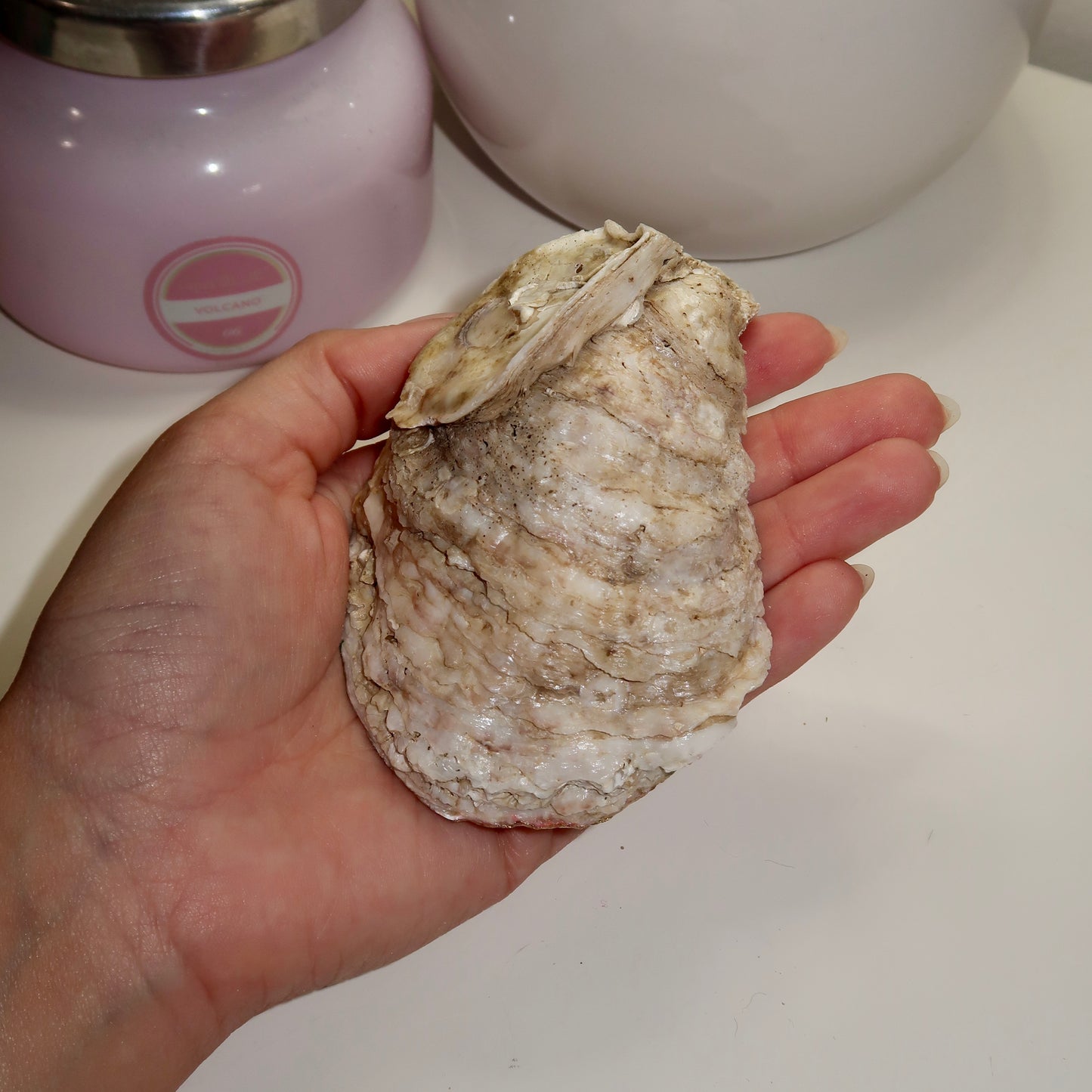 Palm Spring Oyster Shell Ring Dish No.3