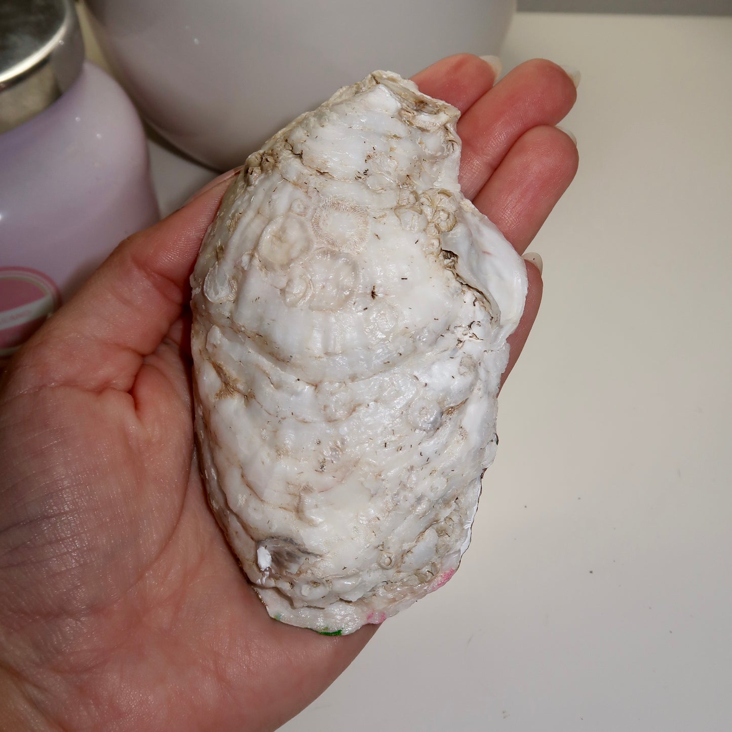 Palm Springs Oyster Shell Dish